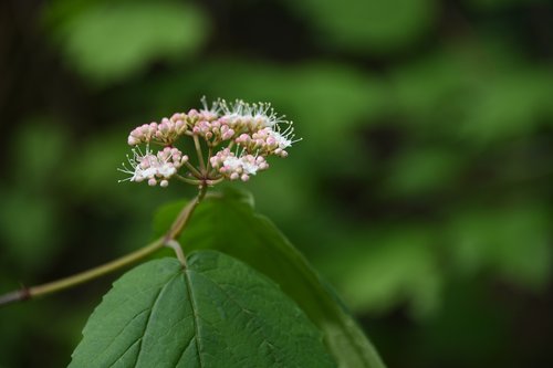 plant  bud  vine