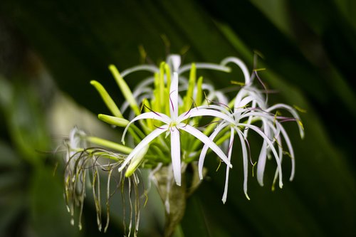 plant  nature  blossom