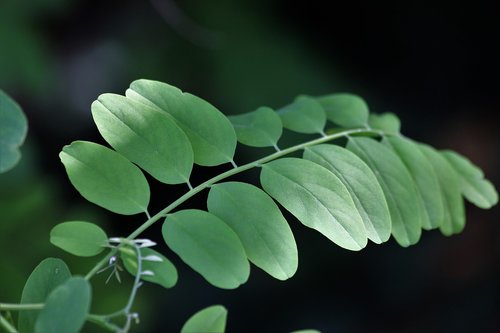 plant  acacia  leaves