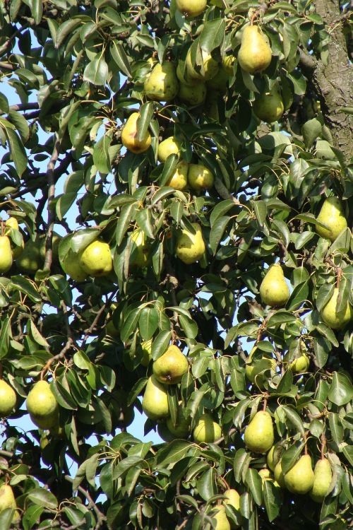 plant pears fruits