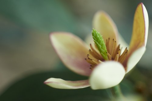 plant  magnolia  flower