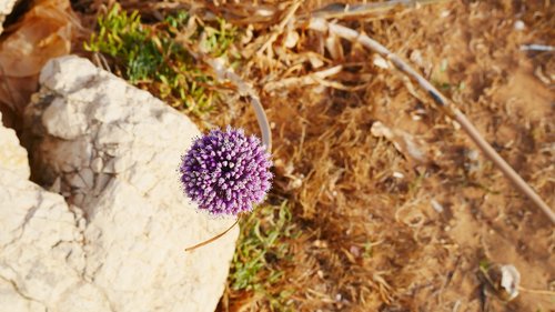 plant  nature  blossom