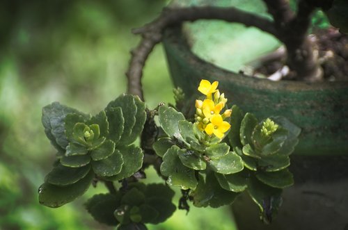 plant  flower  green