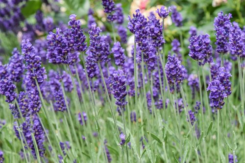 plant  lavender  nature