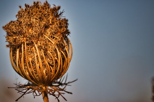 plant  greece  dusk