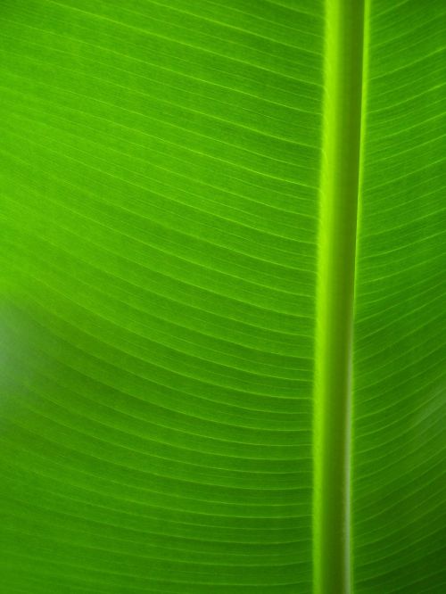 plant green leaf