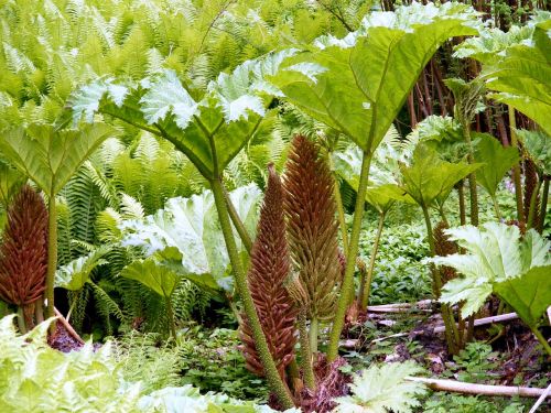 plant bog nature