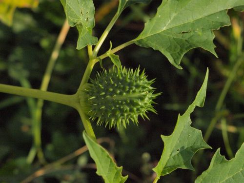 plant spur autumn