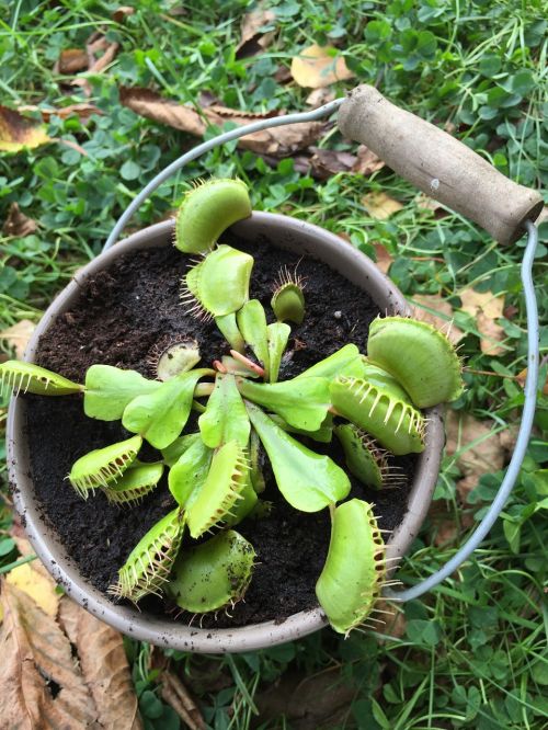 plant carnivorous nature