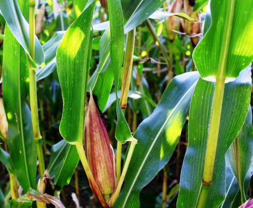 plant corn corn on the cob