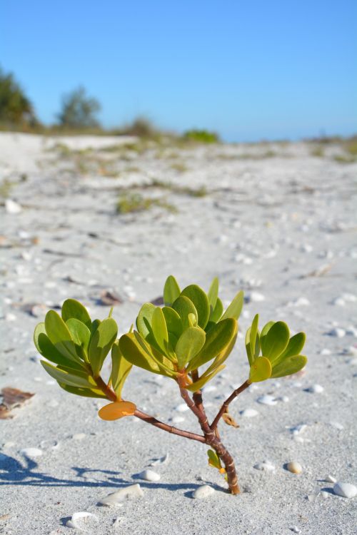 plant beach sand