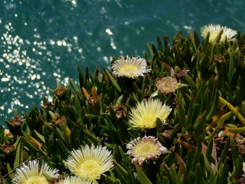 plant green blossom