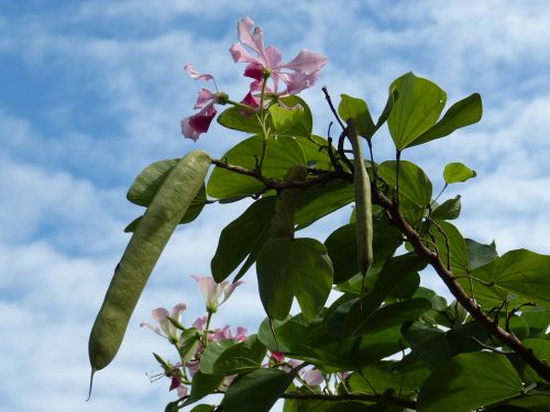 plant vegetation tropical