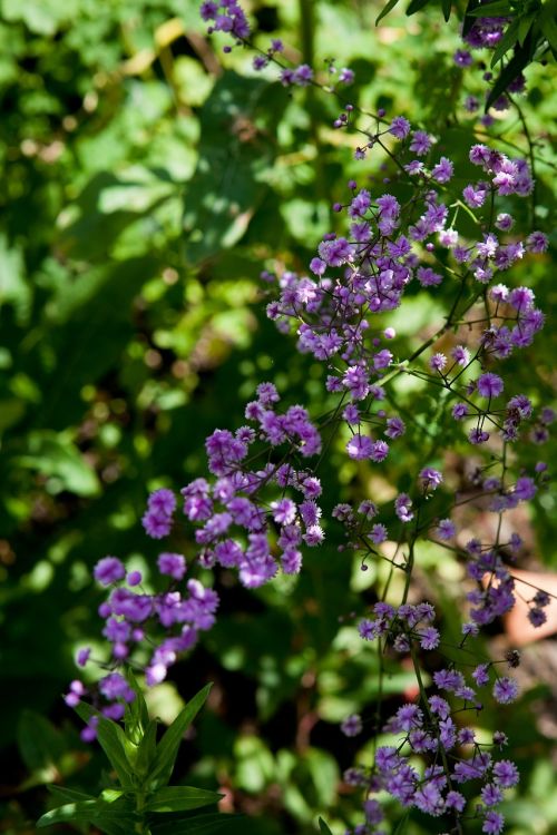 plant thalictrum blue