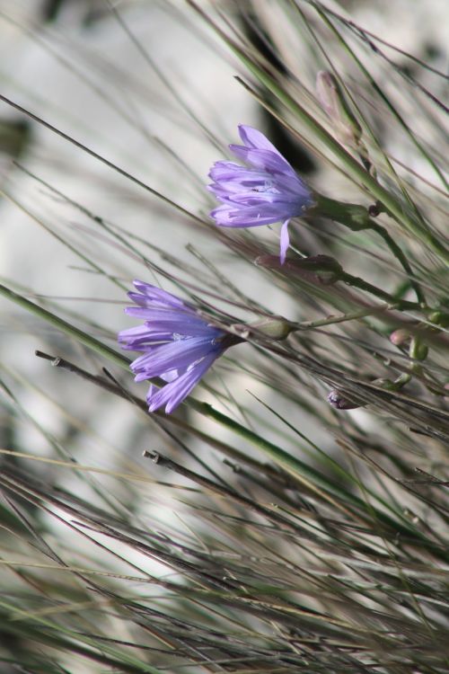 plant nature mountain flower