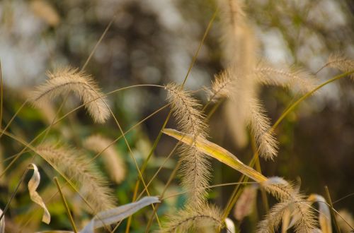 plant yellow autumn