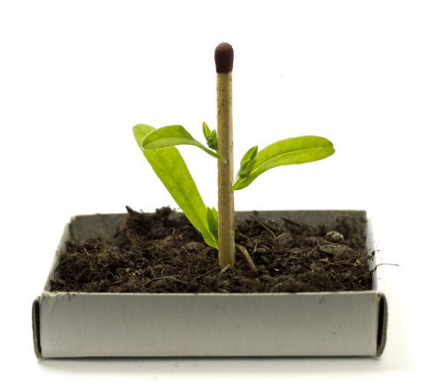 plant growing genetic