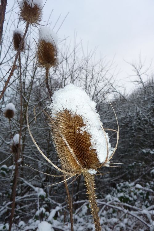 plant snow ice