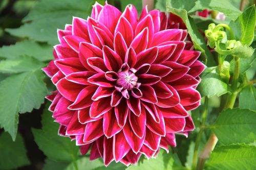 plant flower dahlia