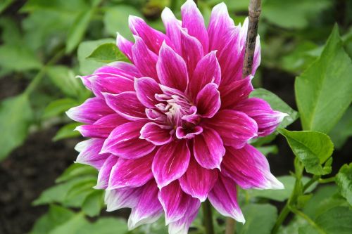 plant dahlia flower