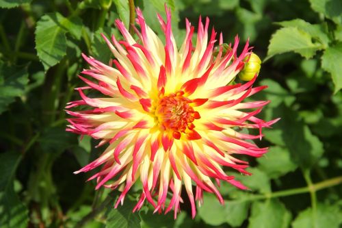 plant flower dahlia