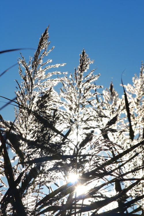 plant sun camargue