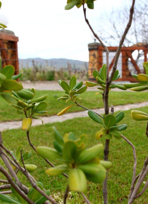 plant green plants