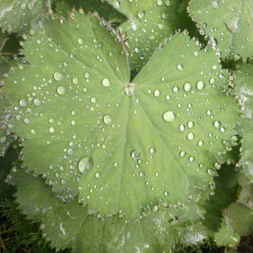 plant leaf dewdrop