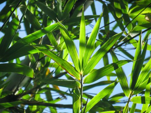 plant closeup palm