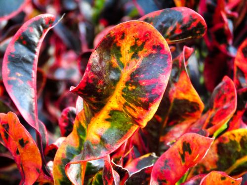 plant leaf colorful