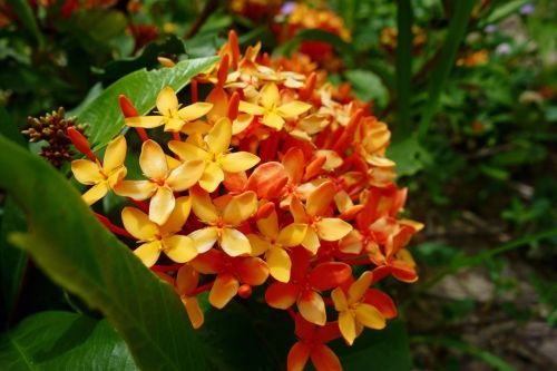 plant flower orange