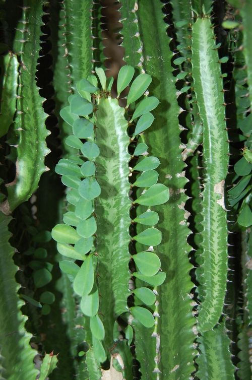 plant cactus spice