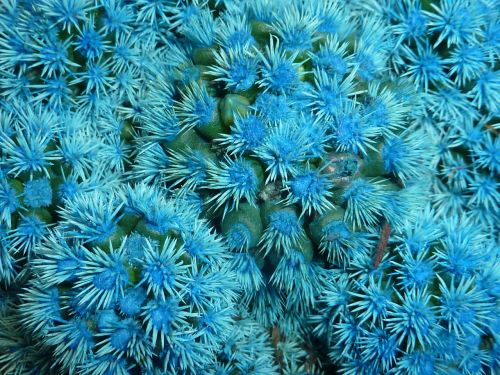 plant cactus blue