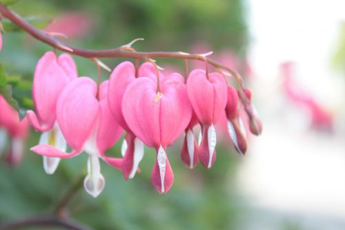 plant heart bleeding heart