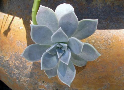 plant succulent leaves