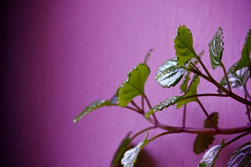 plant leaf plants