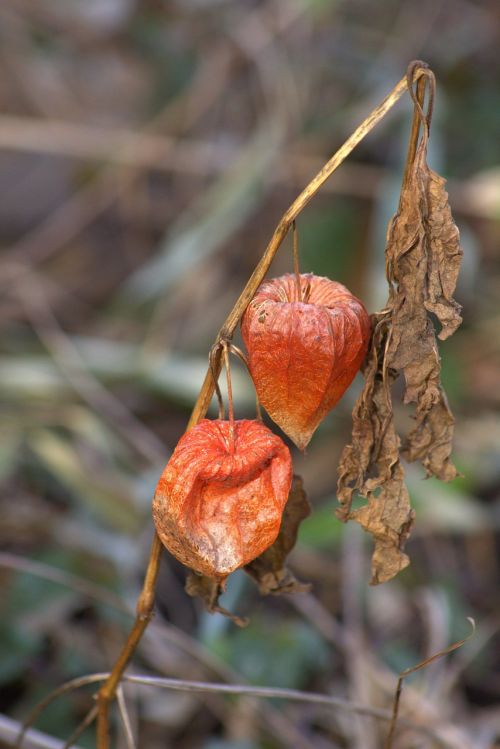 plant nature withered