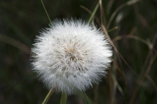 plant white nature