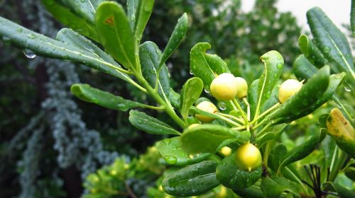 plant rain wet