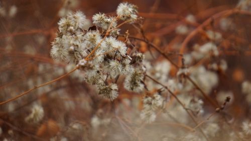 plant autumn brown