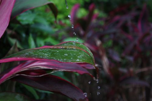plant water droplets still life