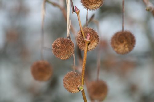 plant bud branch