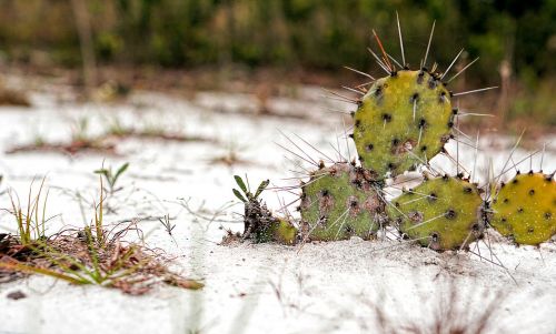 plant cactus sand