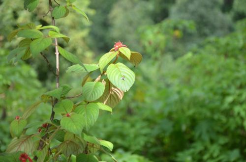 plant flower green