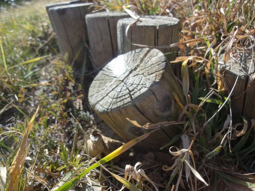 plant wood log