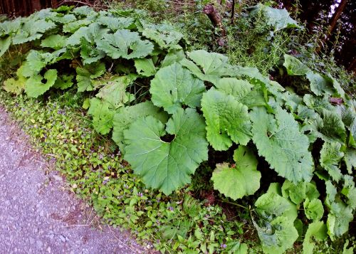 plant sweetheart leaves