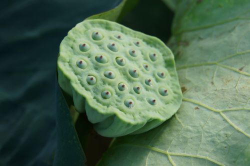 plant green lotus root