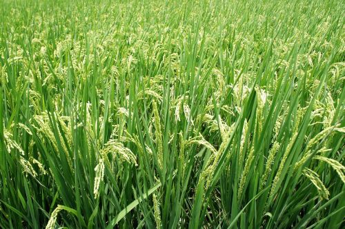 plant rice spike