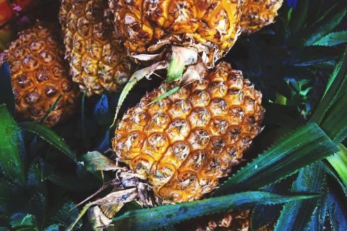 plant fruits pineapple