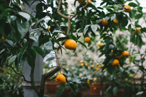plant tree oranges